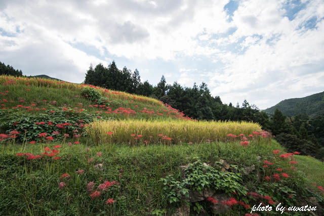 棚田の彼岸花 (1)