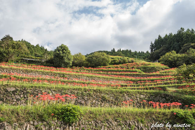 棚田の彼岸花 (2)