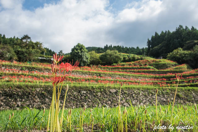 棚田の彼岸花 (3)