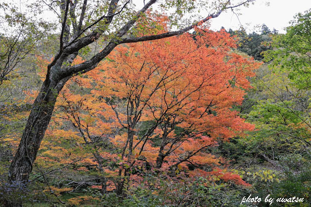紅葉 (1)