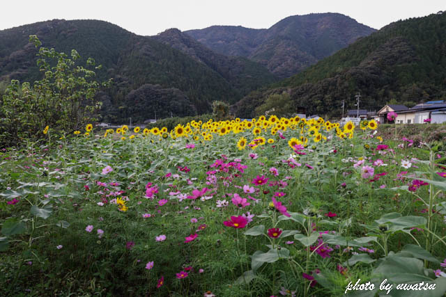 秋桜とひまわり (3)