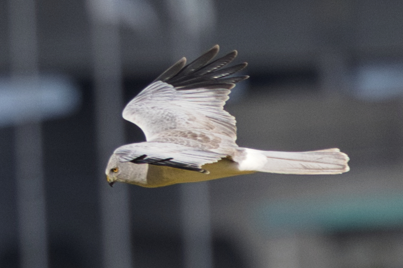 0G3A4356ハイチュウ