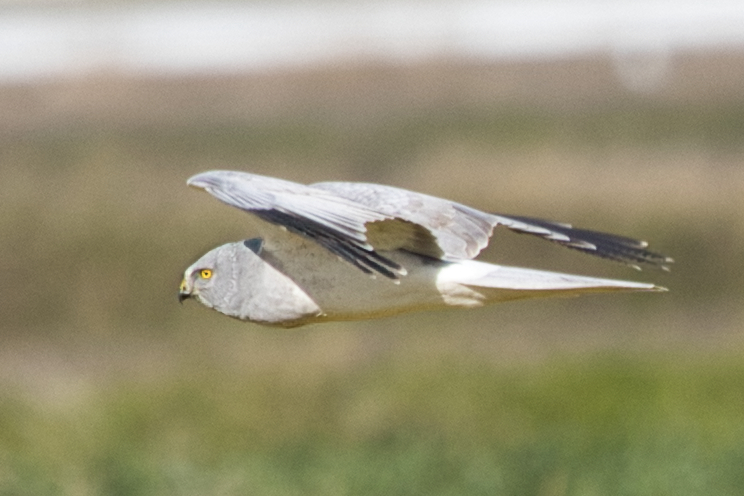 0G3A4367ハイチュウ