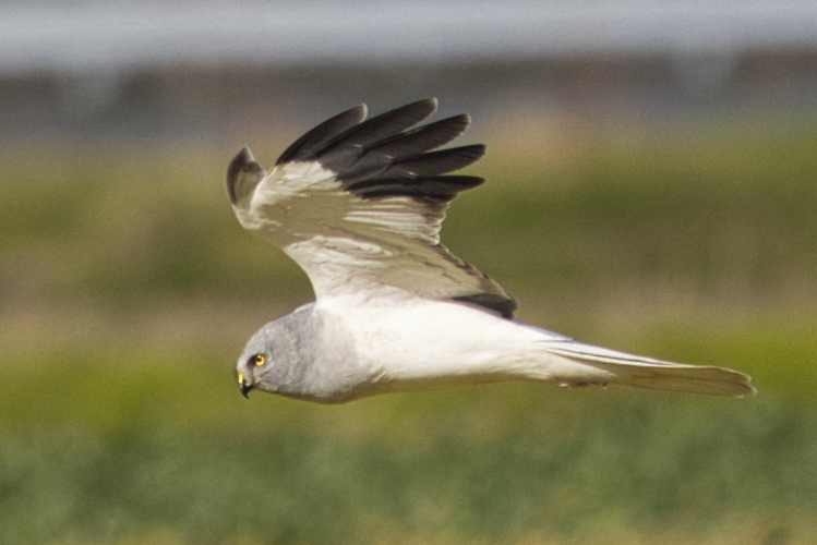 0G3A4392ハイチュウ