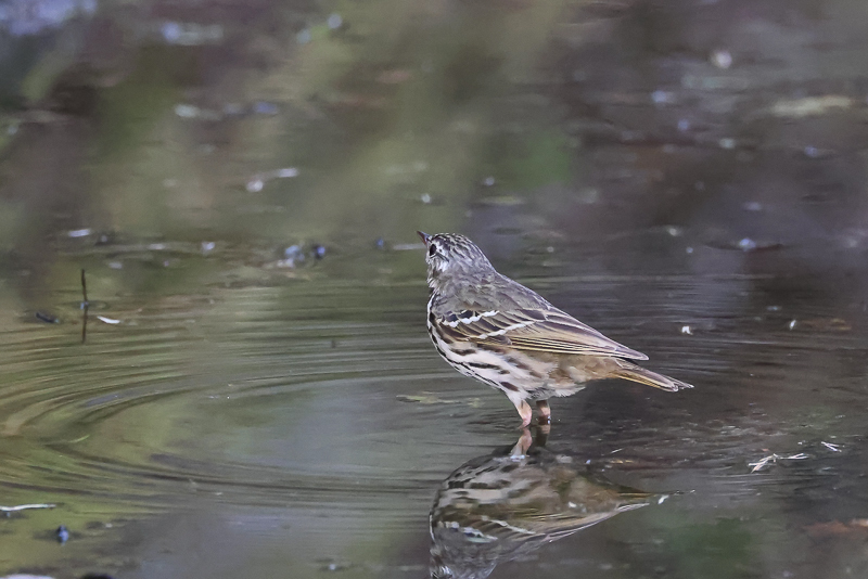 20240724ビンズイ-2