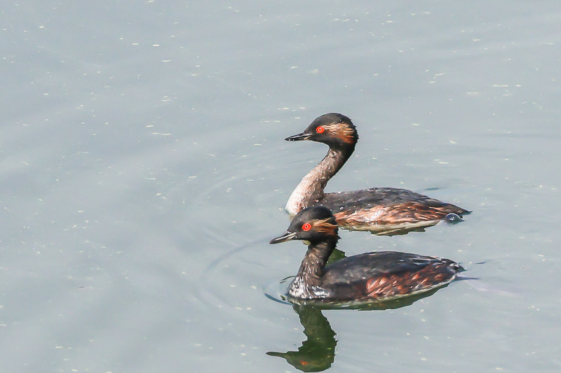 20240803ハジロカイツブリ-1