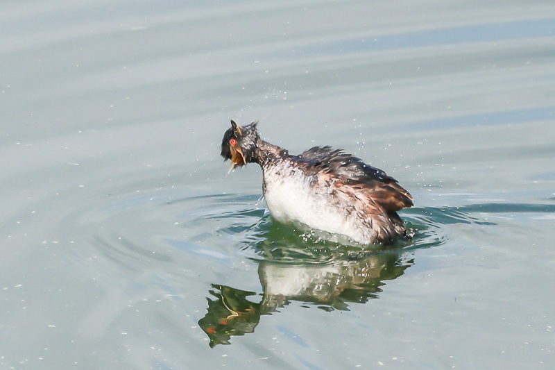 20240803ハジロカイツブリ-15