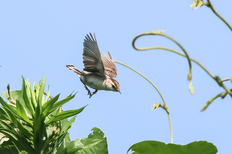 20240811セッカ-12