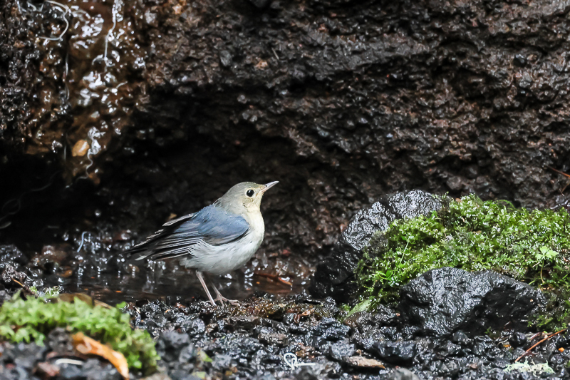 20240801コルリ-38