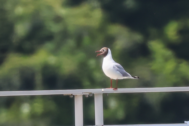 20240813ユリカモメ-6