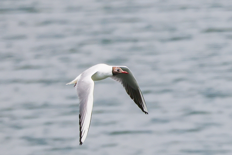 20240813ユリカモメ-19