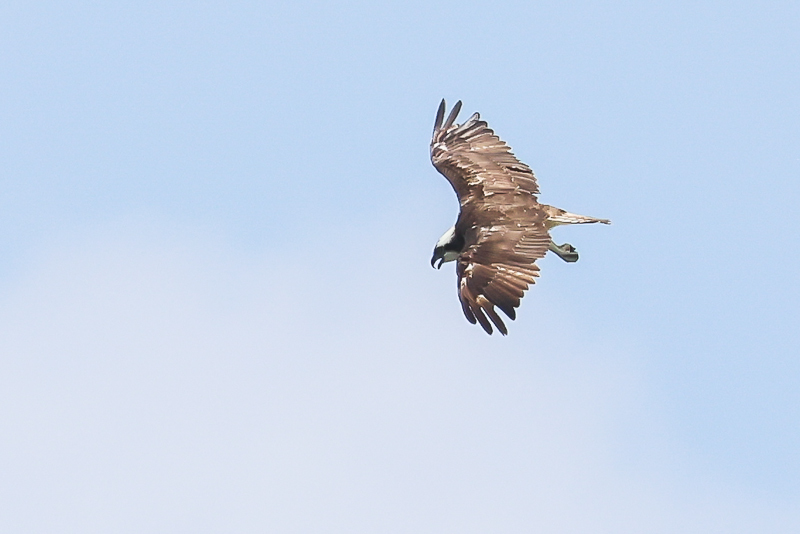 20240813ミサゴ-10