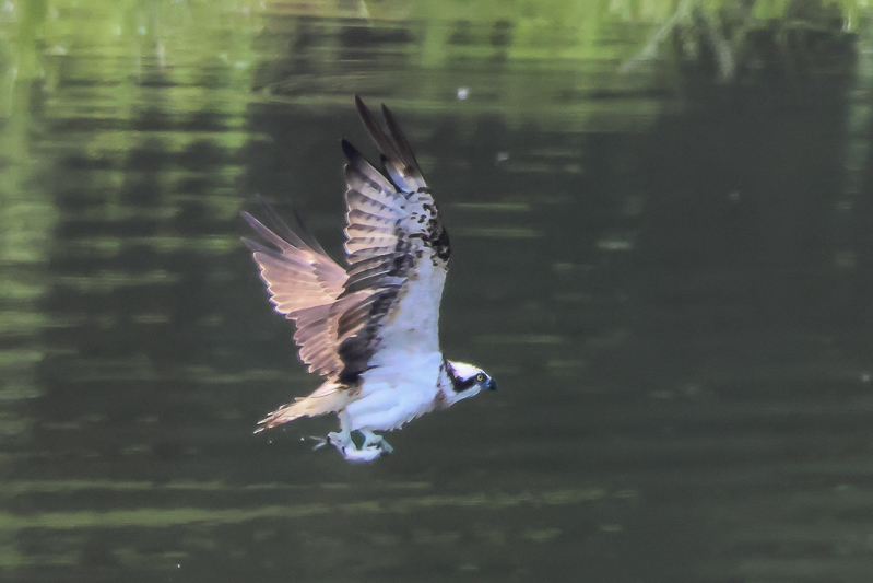 20240815ミサゴ-29