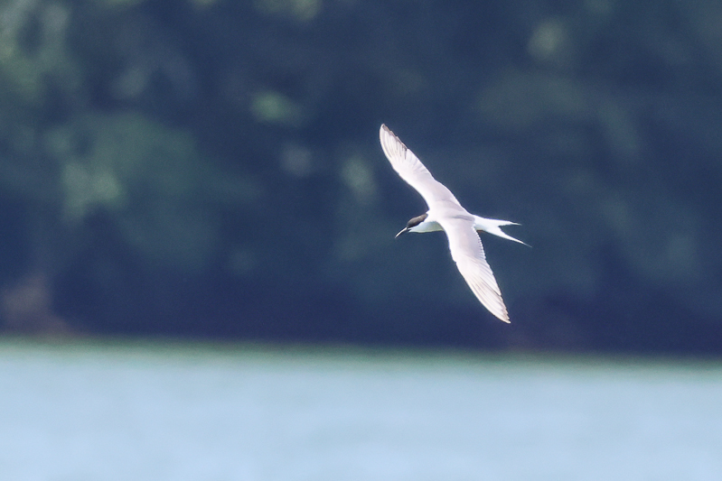 20240826アジサシ-32