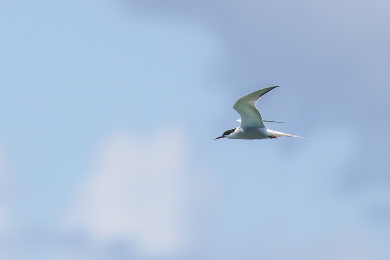 20240826アジサシ-51