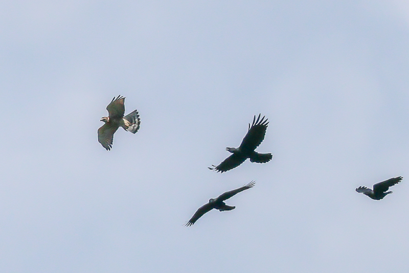 20240826サシバ-23