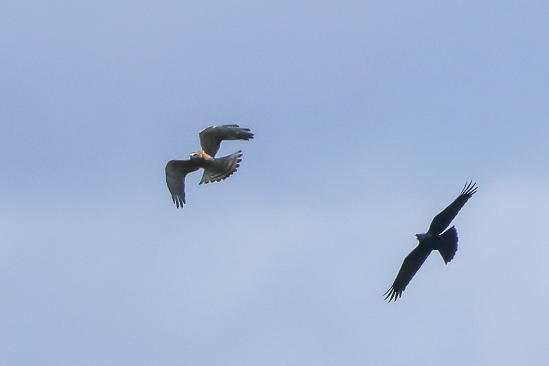 20240826サシバ-42