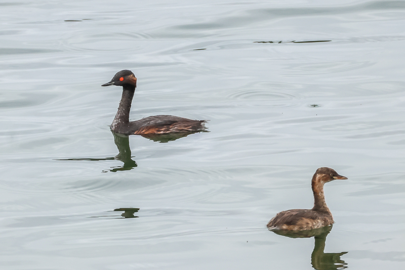 20240829ハジロカイツブリ-6