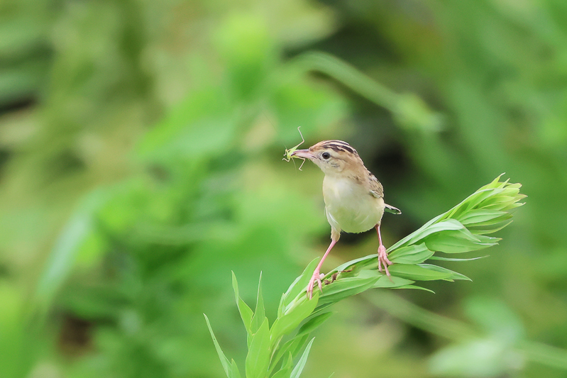 20240829セッカ-20
