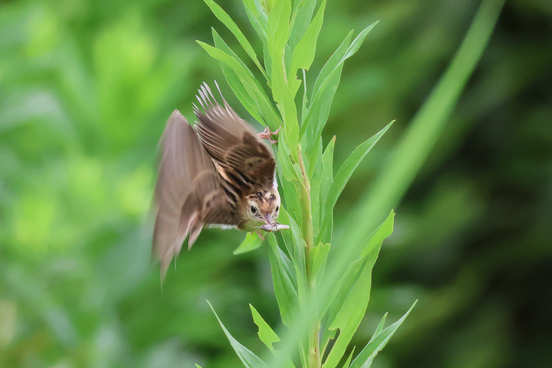 20240829セッカ-34