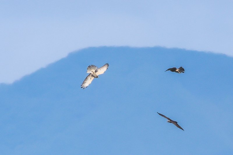 20240827サシバ-12