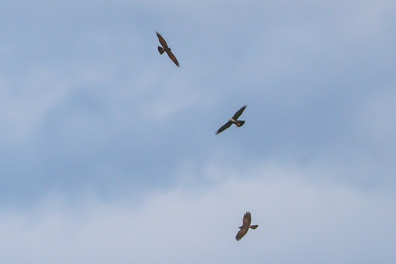 20240827サシバ-31