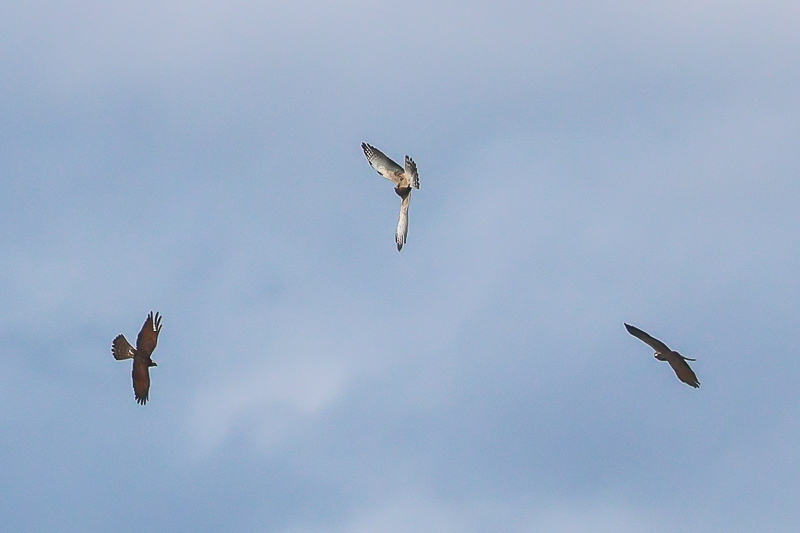 20240827サシバ-33