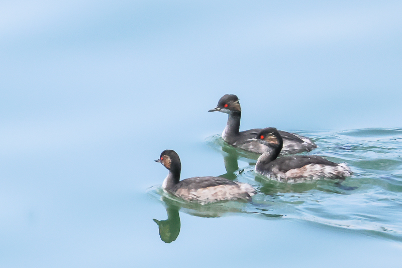 20240906ハジロカイツブリ-1
