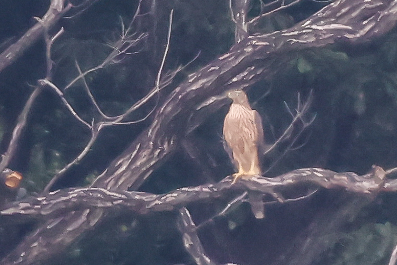 20240909オオタカ-8