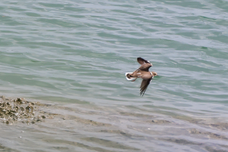 20240909イカルチドリ-10