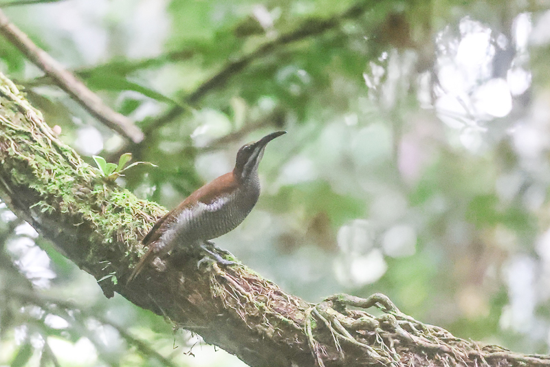 20240922オオウロコフウチョウ-16