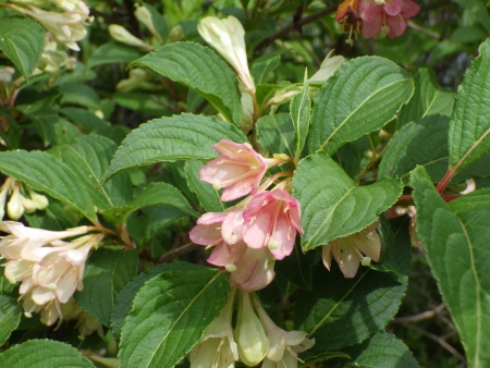 240627小沼~前浅間~地蔵岳 (61)ニシキウツギ_R