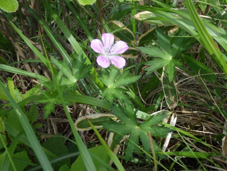 240627小沼~前浅間~地蔵岳 (71)ハクサンフウロ_R