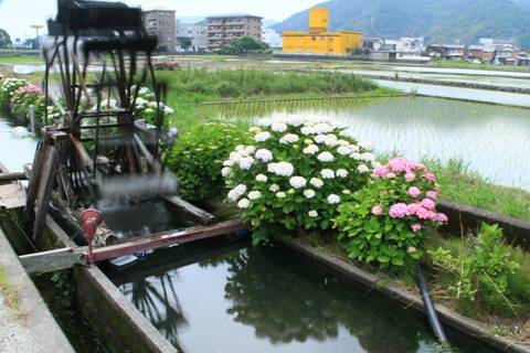 水車と紫陽花