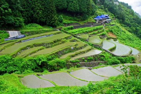 井川町下影の棚田_edited-1