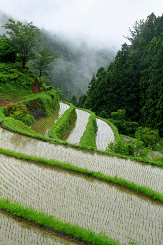 樫原の棚田