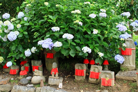 矢田寺紫陽花