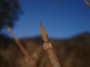 ムラサキシキブ