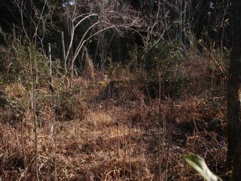枯野のようなウツギ平