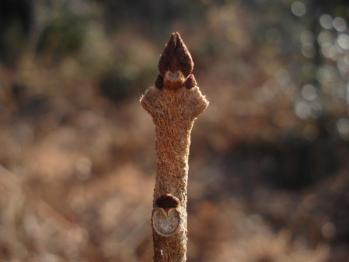 クサギ(冬芽)