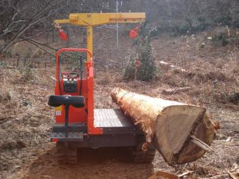 一番大きい丸太