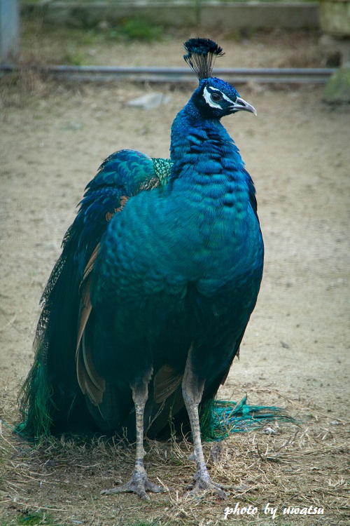 インドクジャク (1)