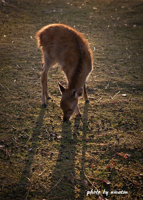 奈良にて (3)