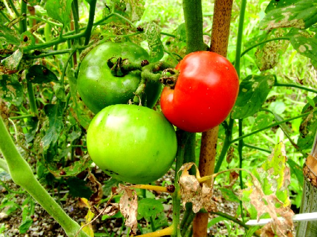 トマト1