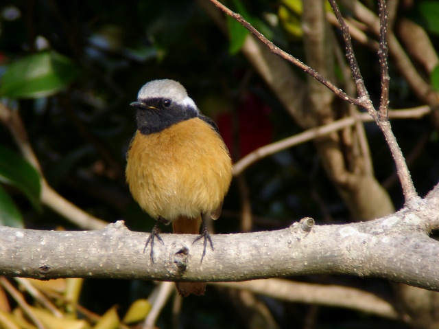 ジョウビタキ2 (640x479)