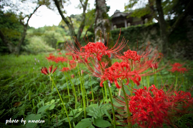 彼岸花 (1)