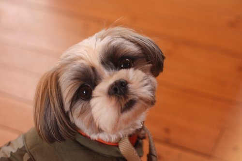 かりんと遊ぼっ♪