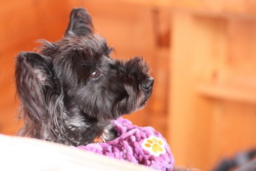 かりんと遊ぼっ♪