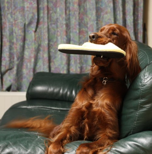 かりんと遊ぼっ♪