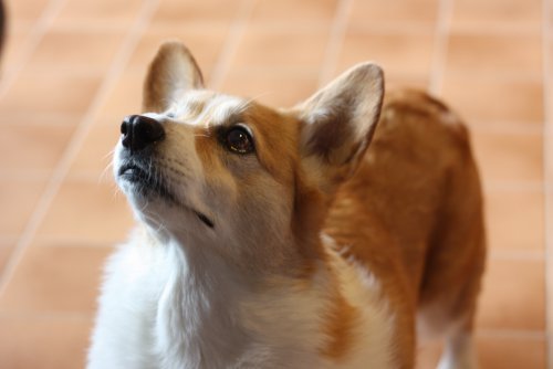 かりんと遊ぼっ♪